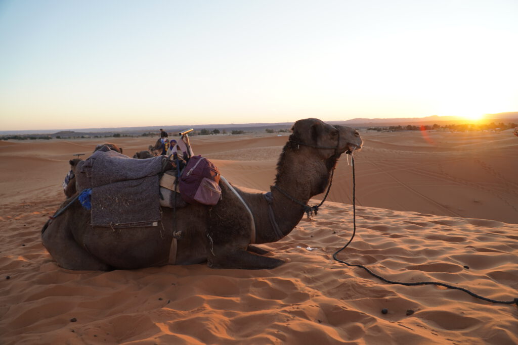 Camel in the Sahara desert